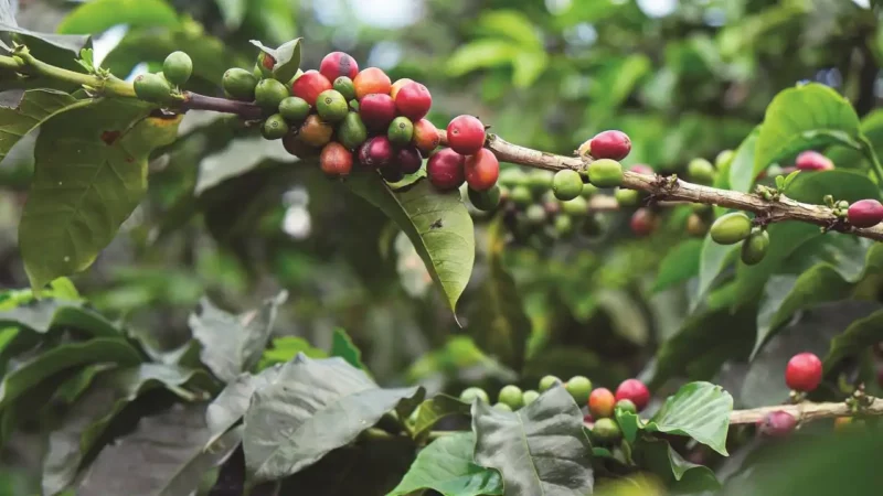 Cayó la producción de café en Córdoba un 40 por ciento