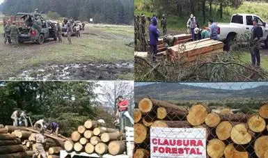 Sin acciones para detener la tala clandestina en faldas del volcán: Alcalde Coscomatepec.