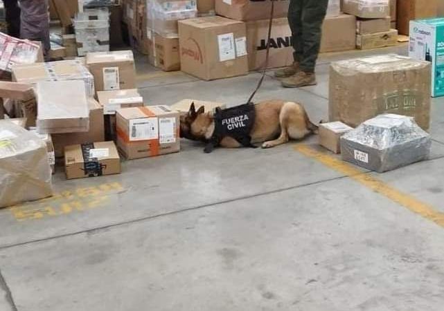 Aseguran mariguana en empresa de paquetería en Veracruz