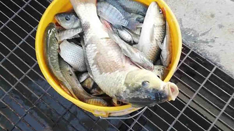Por sequía de presa, se desbordan peces muertos en canales de aguas negras en Hidalgo