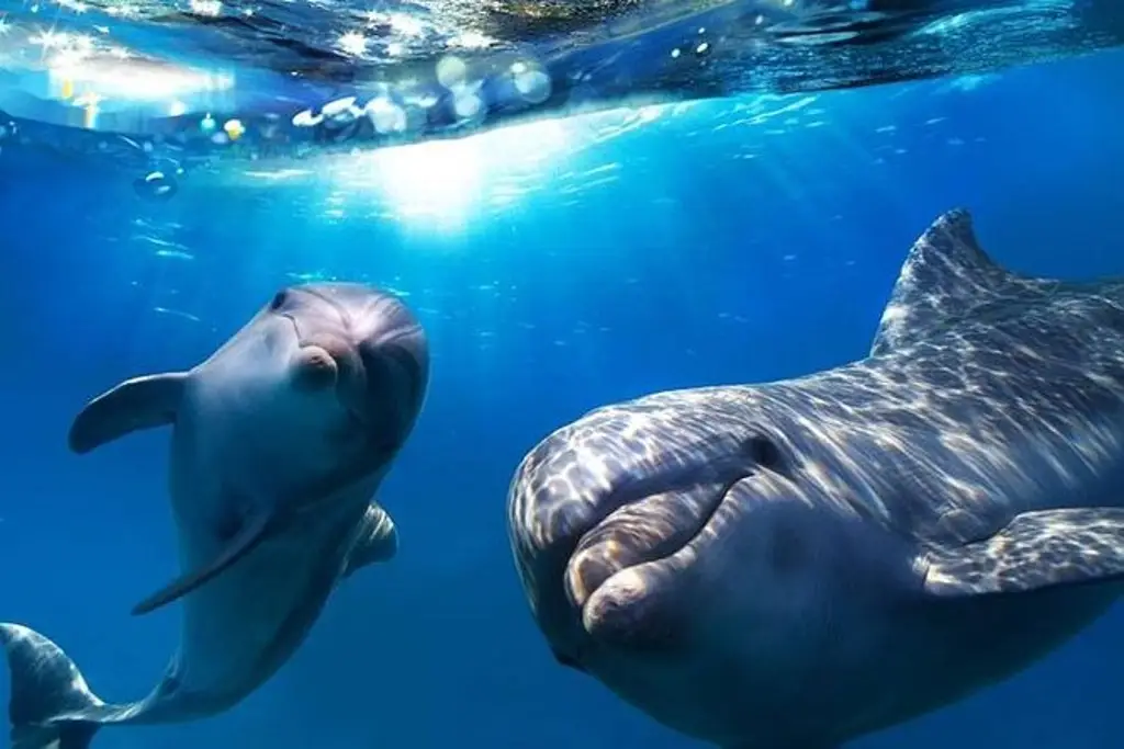 Aprueban ley que prohíbe el uso de delfines y ballenas en cualquier tipo de espectáculos