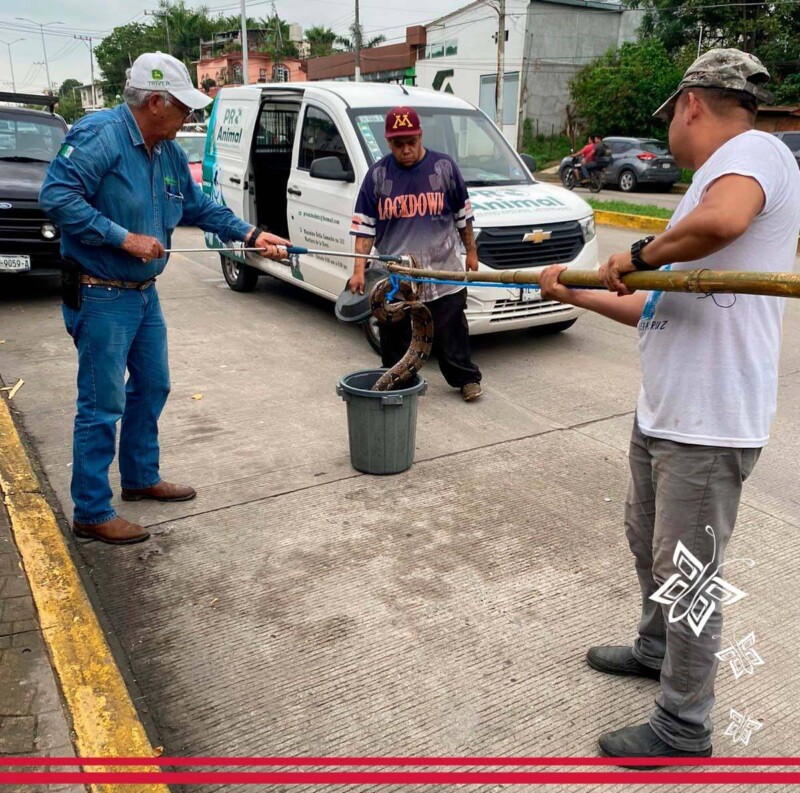 Ecología y Medio Ambiente resguarda serpiente