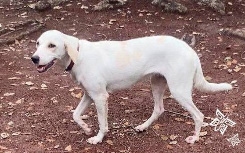 Perrita rescatada del río busca hogar